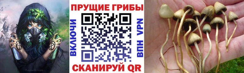 Псилоцибиновые грибы ЛСД Сенгилей